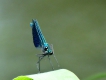 Photo nature