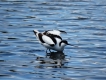 Photo nature
