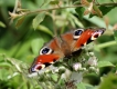 Photo nature
