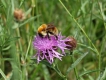 Photo nature
