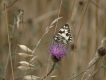 Photo nature