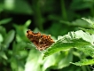 Photo nature