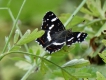 Photo nature