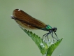 Photo nature