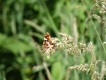 Photo nature