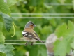 Photo nature