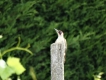 Photo nature
