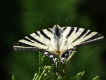 Photo nature