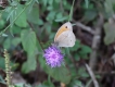Photo nature