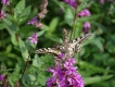 Photo nature