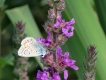 Photo nature