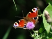 Photo nature