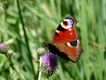 Photo nature