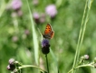 Photo nature