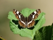 Photo nature