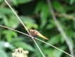 Insectes