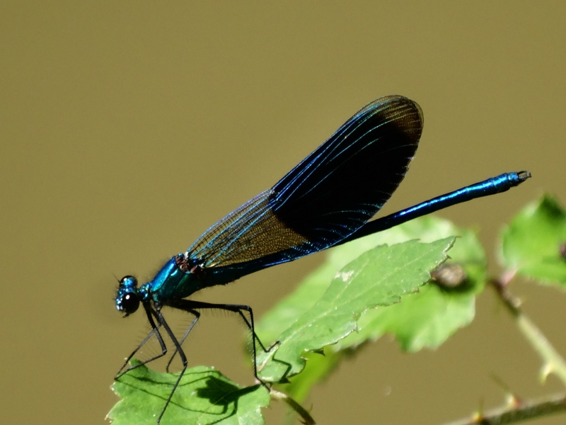 Photo Insectes