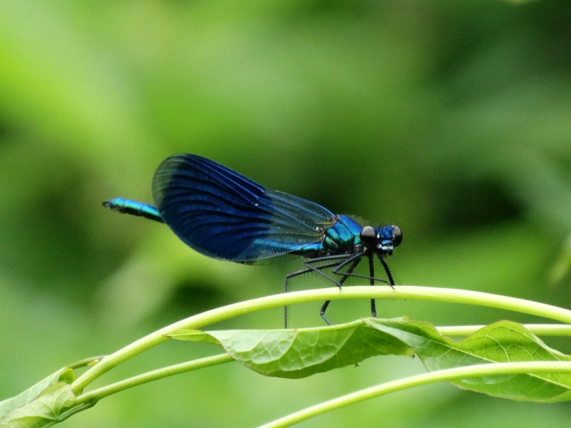 Photo Insectes