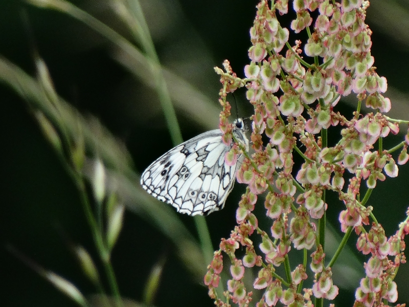 Photo Insectes