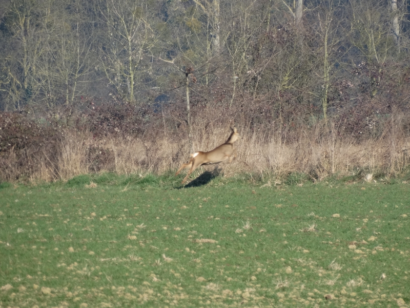Photo Mammifères Chevreuil