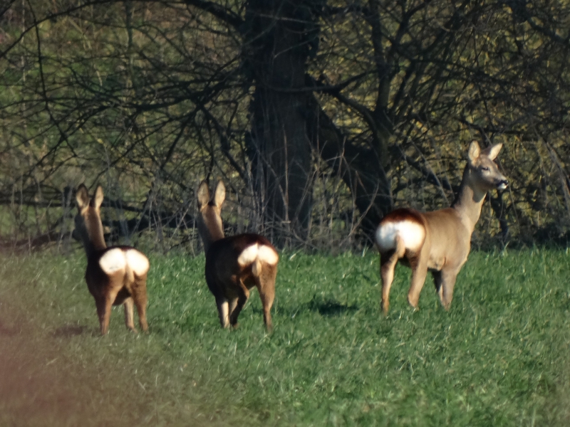 Photo Mammifères Chevreuil