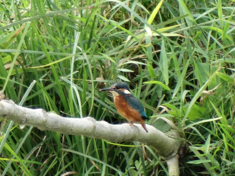 Photo Oiseaux Martin-pêcheur