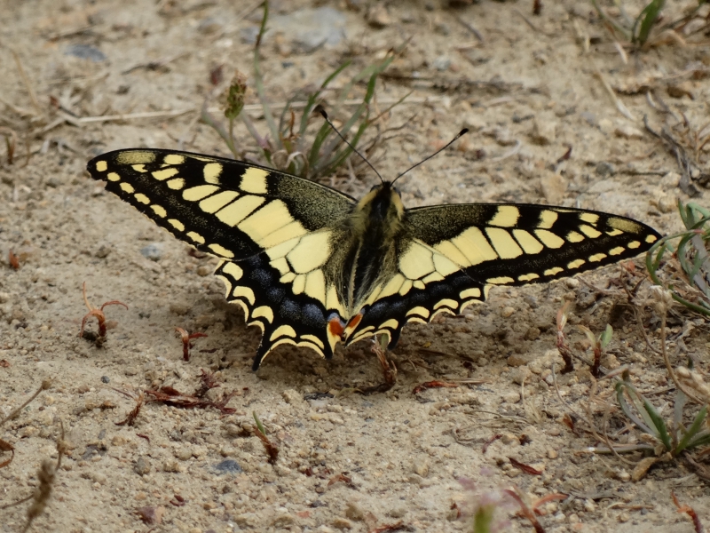 Photo Insectes Papillon Machaon