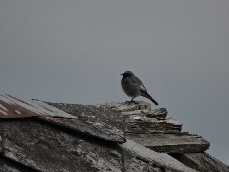 Photo Oiseaux Rougequeue noir