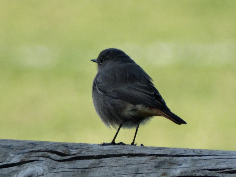 Photo Oiseaux Rougequeue noir