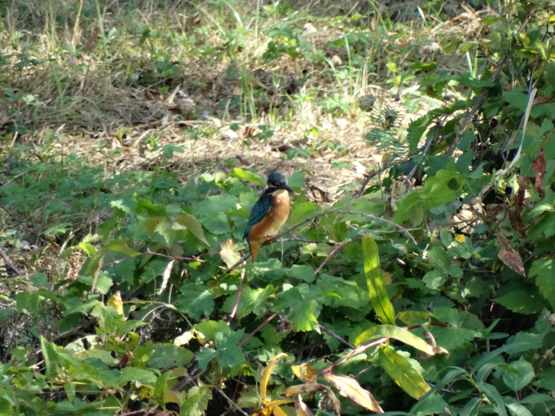 Photo Oiseaux Martin-pêcheur
