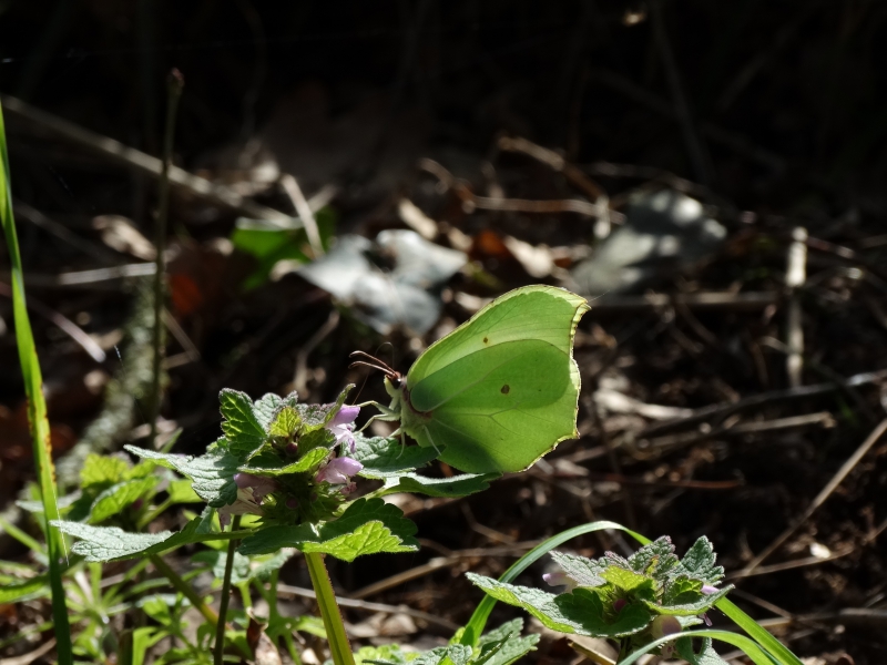 Photo Insectes Papillon Le Citron