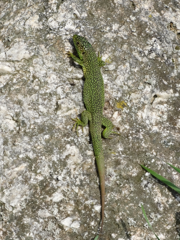 Photo Reptiles Lézard vert