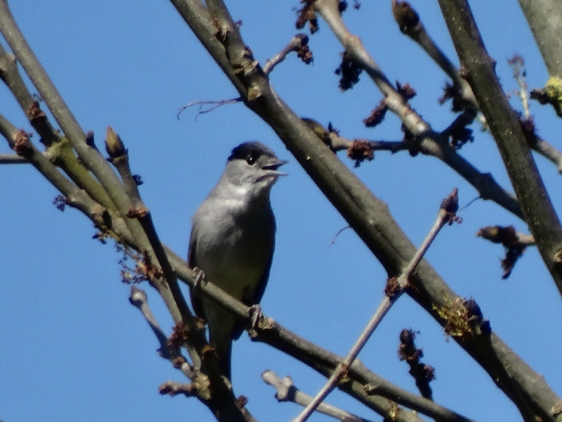 Photo Oiseaux fauvette à tête noir