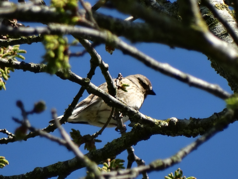 Photo Oiseaux