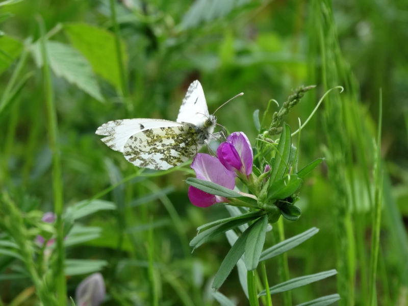 Photo Insectes