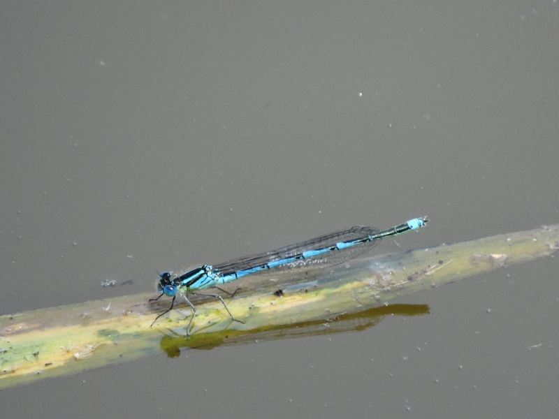 Photo Insectes