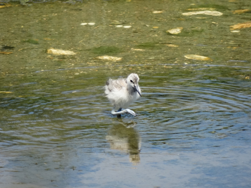 DSC02977.JPG