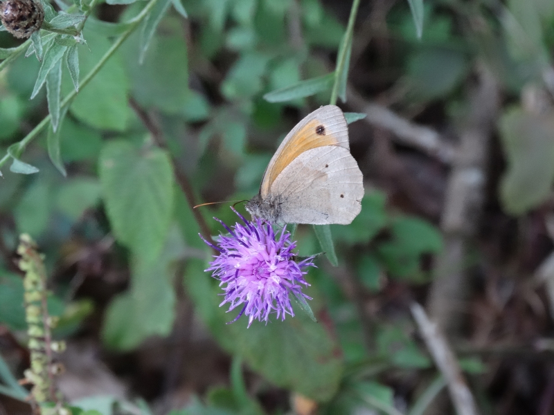 DSC03673.JPG