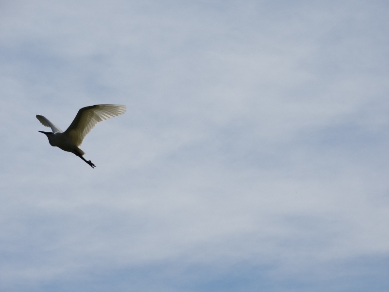 Photo Oiseaux