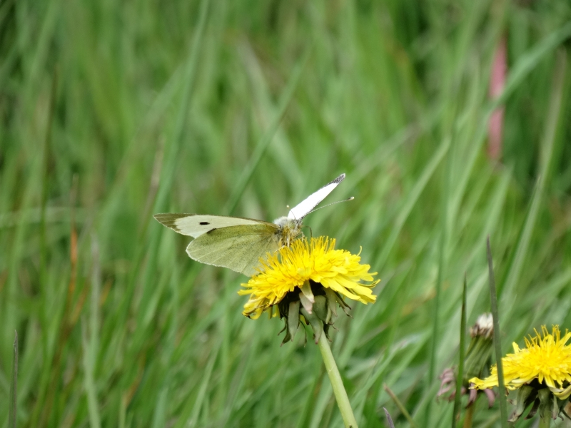 Photo Insectes