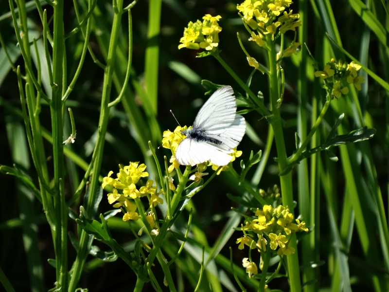 Photo Insectes