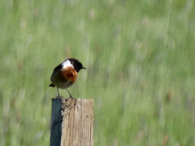 Photo Oiseaux tarier pâtre