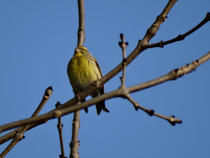 Photo Oiseaux Serin cini