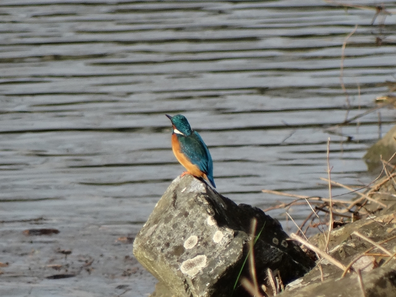 Photo Oiseaux Martin-pêcheur