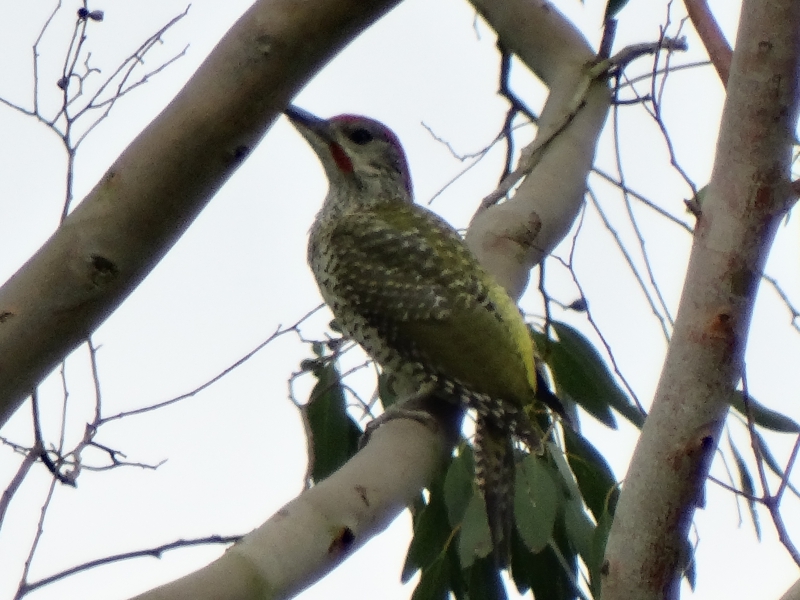 Photo Oiseaux Pic vert (Picus viridis)