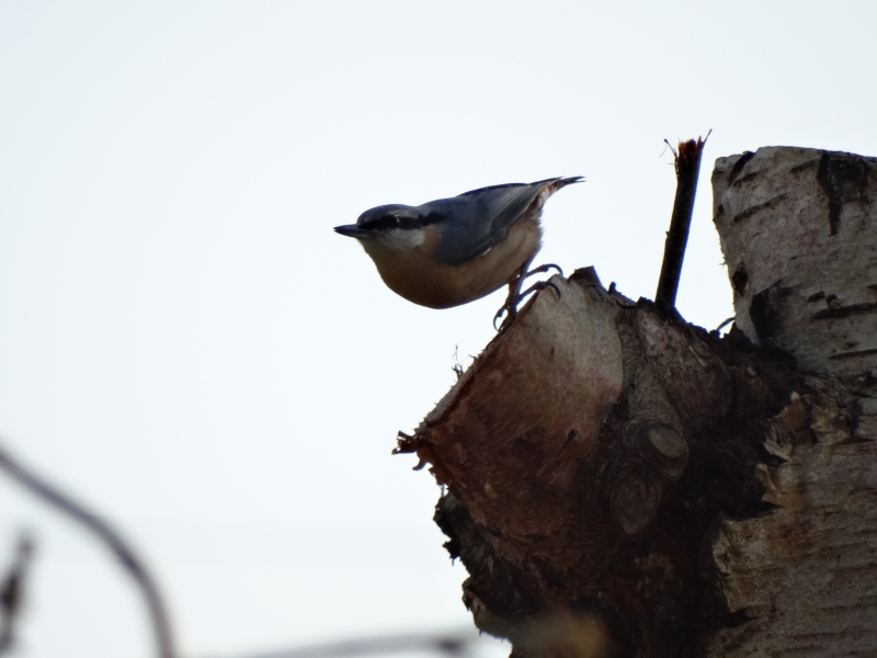 Photo Oiseaux Sittelle torchepot (Sitta europaea)