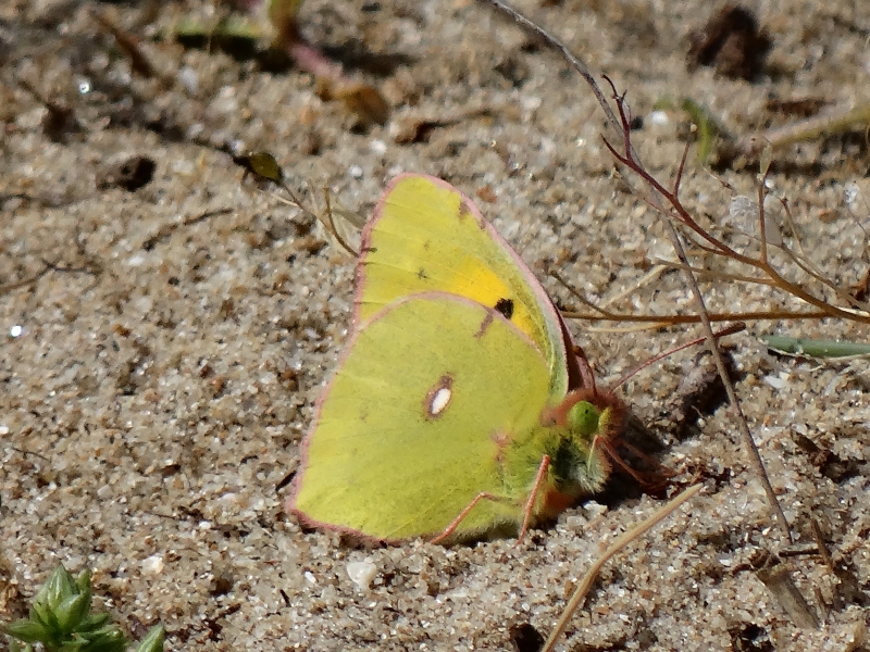 Photo Insectes Papillon Colias crocea