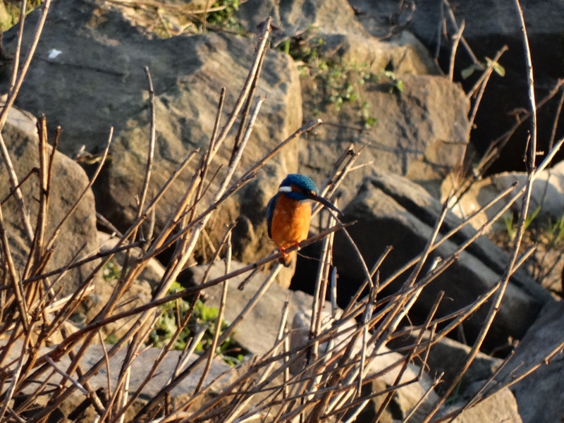 Photo Oiseaux Martin-pêcheur