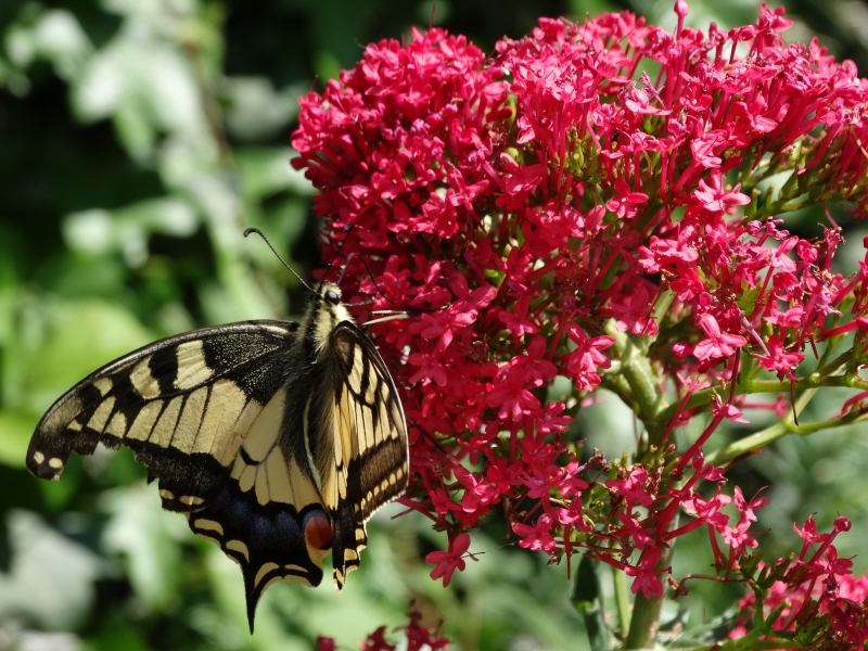 Photo Insectes Papillon Machaon