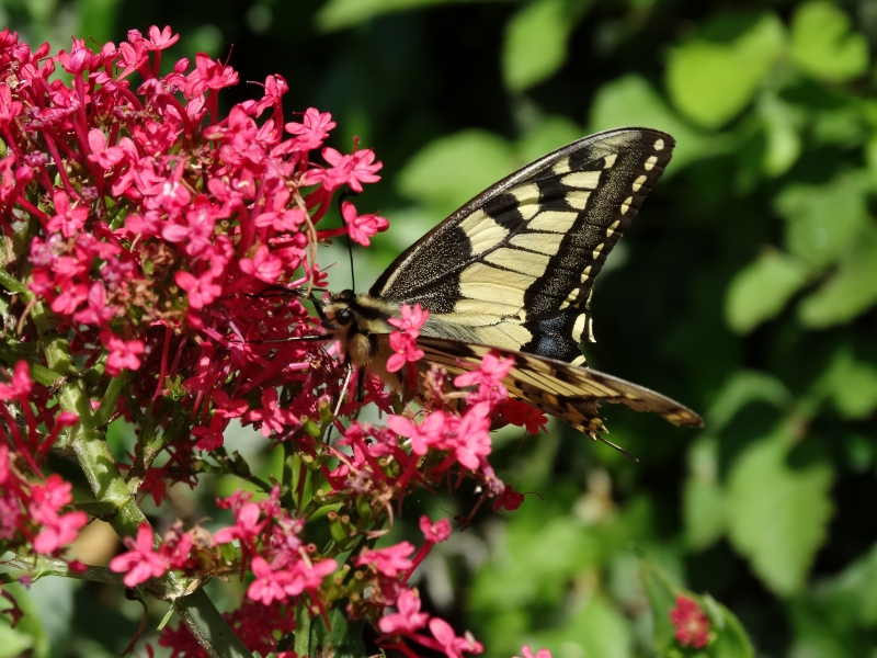 Photo Insectes